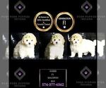 Small Photo #64 Maltipoo Puppy For Sale in WARSAW, IN, USA