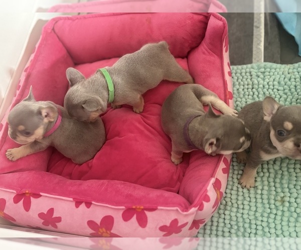Medium Photo #30 French Bulldog Puppy For Sale in KENT, WA, USA