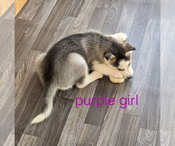 Medium Photo #16 Siberian Husky Puppy For Sale in KING GEORGE, VA, USA