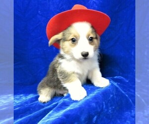Pembroke Welsh Corgi Puppy for sale in NORWOOD, MO, USA