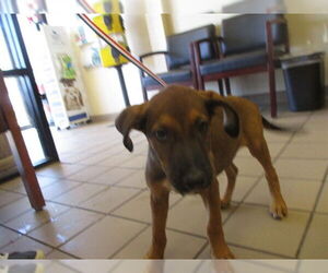 Labrador Retriever Dogs for adoption in Ocala, FL, USA
