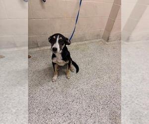 German Shepherd Dog-Unknown Mix Dogs for adoption in Conroe, TX, USA