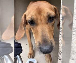Medium Redbone Coonhound Mix