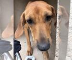Small Redbone Coonhound Mix