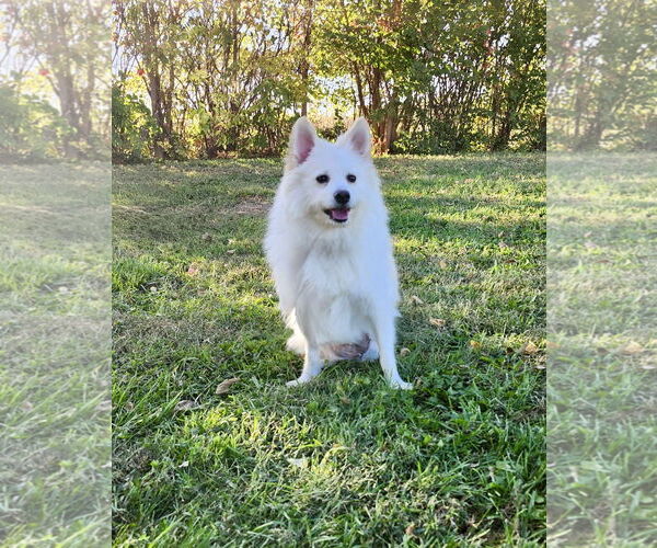 Medium Photo #1 American Eskimo Dog-Unknown Mix Puppy For Sale in Omaha, NE, USA