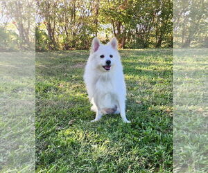 American Eskimo Dog-Unknown Mix Dogs for adoption in Omaha, NE, USA