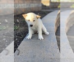 Small #1 Shiba Inu