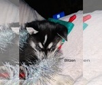 Small Photo #11 Siberian Husky Puppy For Sale in WASHBURN, WI, USA