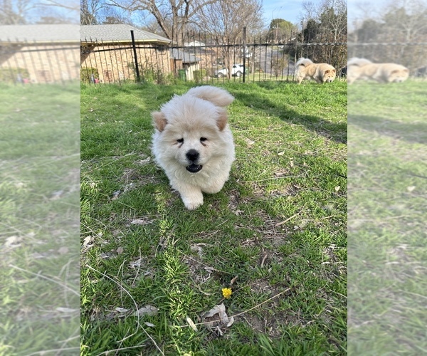 Medium Photo #1 Chow Chow Puppy For Sale in DALLAS, TX, USA