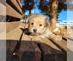 Small Photo #5 Morkie Puppy For Sale in SANTA CLARITA, CA, USA