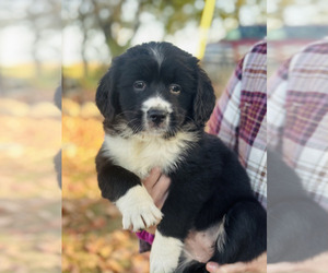 Bernese Mountain Dog-Brittany Mix Litter for sale in FISHER, IL, USA