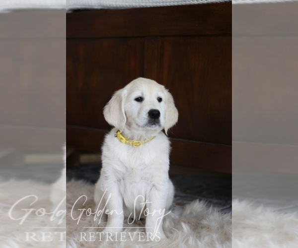 Medium Photo #4 English Cream Golden Retriever Puppy For Sale in BUCKEYE, AZ, USA
