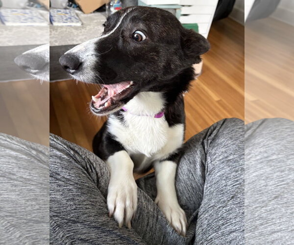 Medium Photo #3 Mutt Puppy For Sale in Lancaster, PA, USA