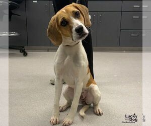 Sasha - Female Beagle-Unknown Mix Dog for Adoption