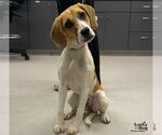 Sasha - Female Beagle-Unknown Mix Dog for Adoption - Small photo
