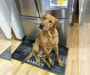 Father of the Labrador Retriever puppies born on 08/26/2023