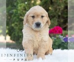 Small #2 Golden Retriever