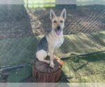 Small Photo #1 German Shepherd Dog Puppy For Sale in Fremont, CA, USA