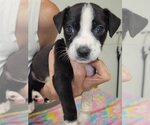 Small #5 Boxador