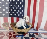 Small Photo #42 Dalmatian Puppy For Sale in VASSALBORO, ME, USA
