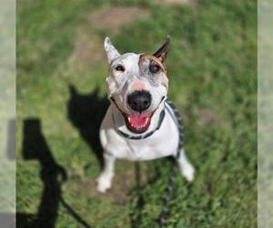 Bull Terrier-Unknown Mix Dogs for adoption in Denver, CO, USA