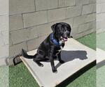 Small #10 Labrador Retriever Mix