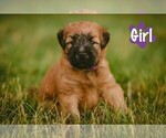 Puppy Chili Soft Coated Wheaten Terrier