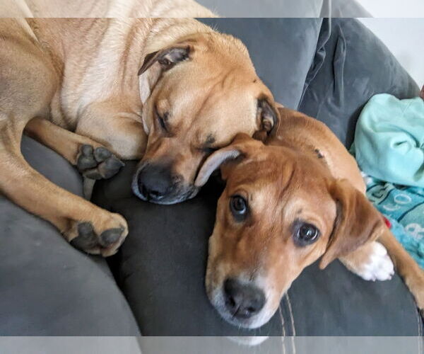 Medium Photo #8 Mutt Puppy For Sale in Sandy, UT, USA