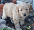 Small Photo #8 Goldendoodle Puppy For Sale in BOLIVAR, MO, USA