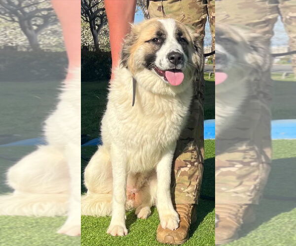 Medium Photo #2 Anatolian Shepherd-Unknown Mix Puppy For Sale in Dana Point, CA, USA