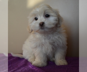 Mal-Shi Puppy for sale in DOWNING, MO, USA