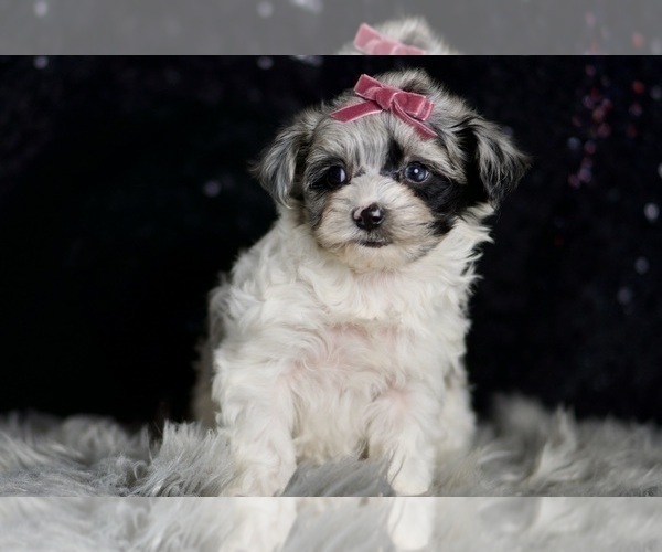 Medium Photo #72 Morkie Puppy For Sale in WARSAW, IN, USA