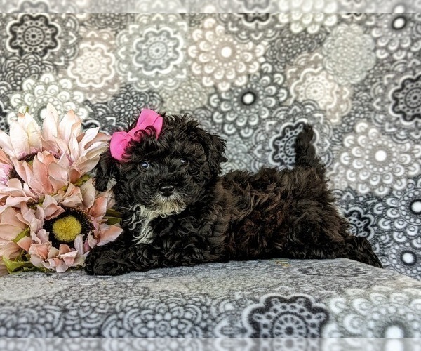 Medium Photo #5 Poodle (Toy) Puppy For Sale in OXFORD, PA, USA