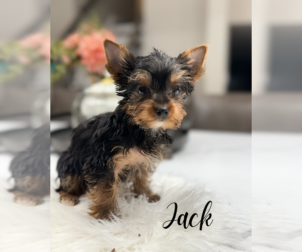Medium Photo #5 Yorkshire Terrier Puppy For Sale in ADDISON, IL, USA