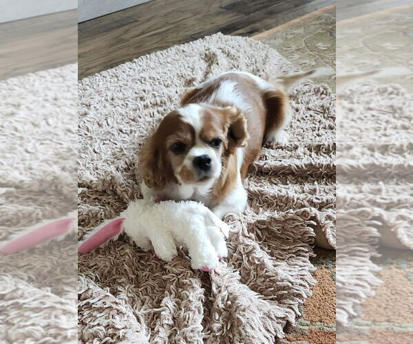 Medium Photo #3 Cavalier King Charles Spaniel Puppy For Sale in Sioux Falls, SD, USA