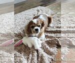 Small #2 Cavalier King Charles Spaniel