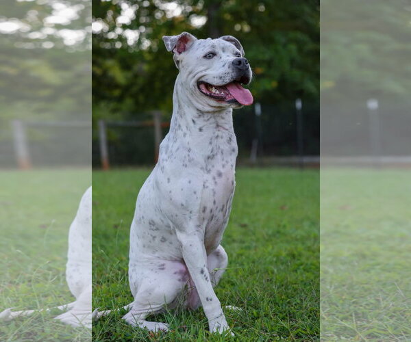 Medium Photo #2 Mutt Puppy For Sale in Greenville, SC, USA