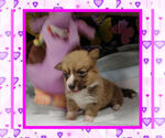 Small Photo #9 Pembroke Welsh Corgi Puppy For Sale in LOGAN, NM, USA
