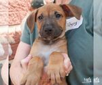 Small #4 Retriever  Mix