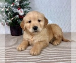 Small #3 Golden Retriever
