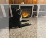 Small #15 Boxer-Brittany Mix