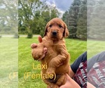 Small Golden Irish