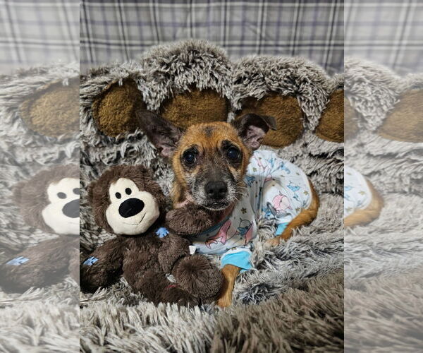 Medium Photo #3 Jack Chi Puppy For Sale in Rockaway, NJ, USA