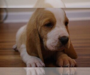 Basset Hound Puppy for sale in DEATSVILLE, AL, USA