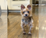 Small #1 Mutt
