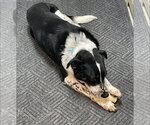 Small #1 Mutt
