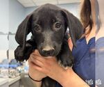 Small #1 Labrador Retriever Mix