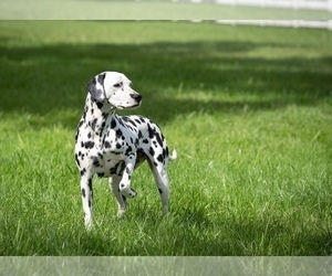 Mother of the Dalmatian puppies born on 12/02/2022