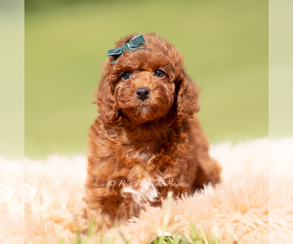 Medium Photo #115 Poodle (Miniature) Puppy For Sale in WARSAW, IN, USA