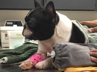 Mother of the French Bulldog puppies born on 09/19/2016